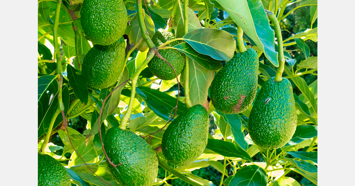 Guatemala grows avocado exports to U.S.
